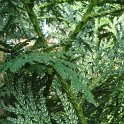 Thujopsis dolabrata rameau